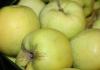 Маринованная и квашеная капуста с яблоками: подборка рецептов на зиму и не только